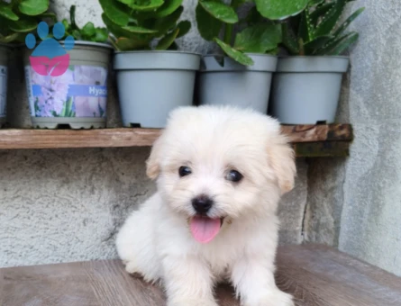Maltese Terrier 2 Aylık Erkek - 5639