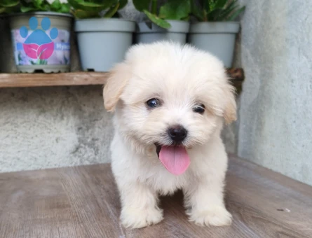 Maltese Terrier 2 Aylık Erkek