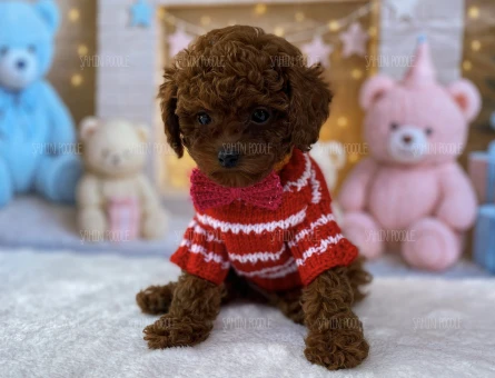 TOY POODLE YAVRU - 5641
