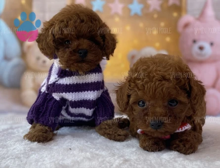TOY POODLE YAVRU