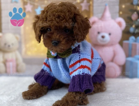 TATLI TOY POODLE YAVRULAR SAFKAN - 5642