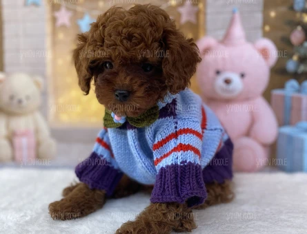 TATLI TOY POODLE YAVRULAR SAFKAN - 5642