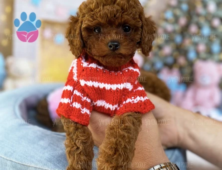 TATLI TOY POODLE YAVRULAR SAFKAN