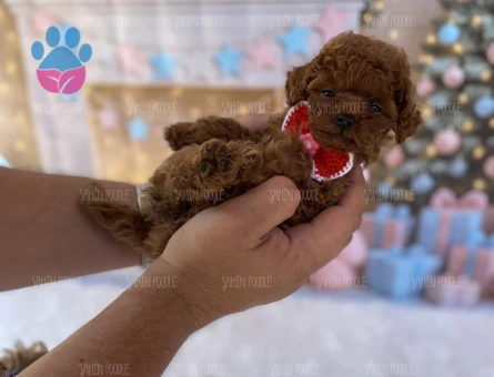 MİNİ TOY POODLE YAVRULAR - 5643