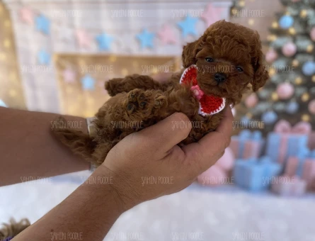 MİNİ TOY POODLE YAVRULAR - 5643