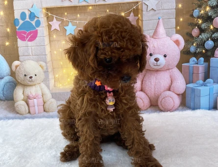 MİNİ TOY POODLE YAVRULAR