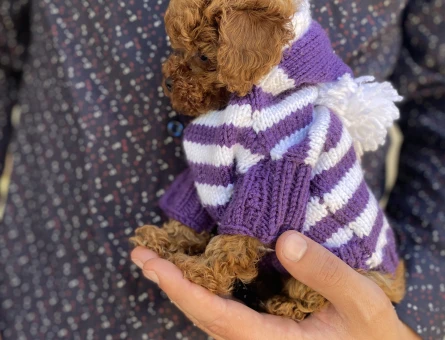 TOY POODLE YAVRUSU - 5644