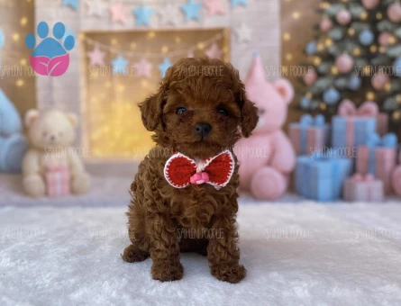 TOY POODLE YAVRUSU