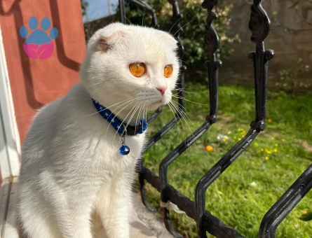 Scottish Fold 1 Yaşında - 5646