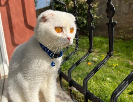 Scottish Fold 1 Yaşında - 5646