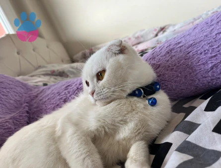 Scottish Fold 1 Yaşında