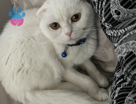Scottish Fold 1 Yaşında