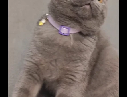 1 Yaşında British Shorthair Yuva Arıyor - 5650