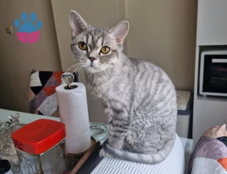 1 YAŞINDA YAVRUMUZU SAHİPLENDİRİYORUZ