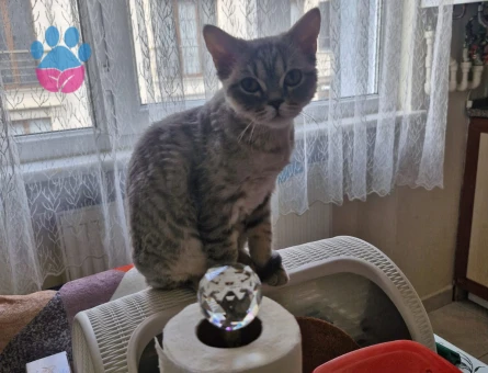 1 YAŞINDA YAVRUMUZU SAHİPLENDİRİYORUZ