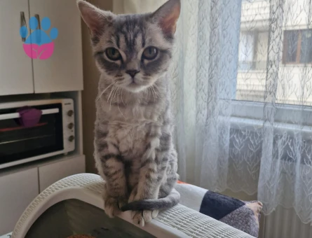 1 YAŞINDA YAVRUMUZU SAHİPLENDİRİYORUZ