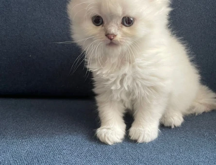 British 2 aylık yavrular blue long