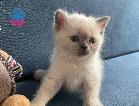 British 2 aylık yavrular blue long