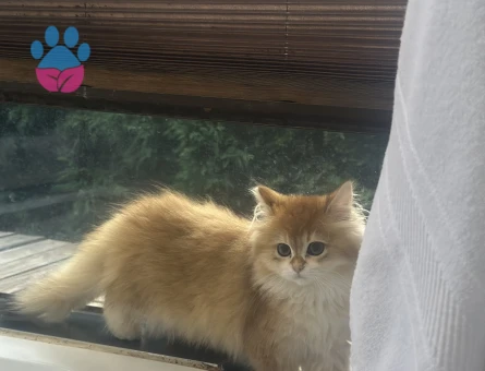 British Long Hair Gold