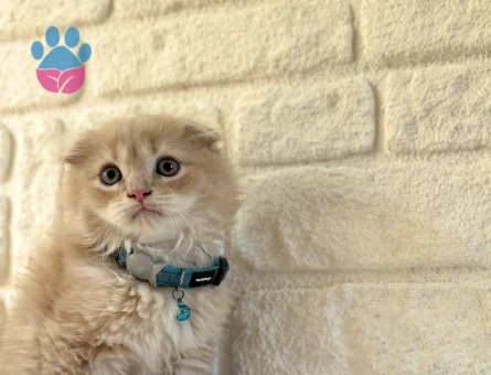 Scottish Fold Longhair Bicolor Erkek 2 Aylık