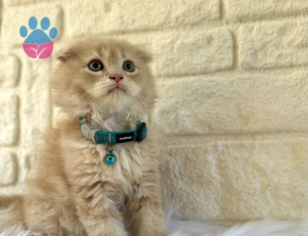 Scottish Fold Longhair Bicolor Erkek 2 Aylık