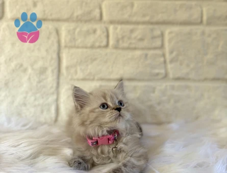 British Longhair Lnyx Point Dişi  2 Aylık