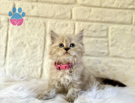 British Longhair Lnyx Point Dişi  2 Aylık