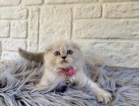 Scottish Longhair Bluepoint Dişi 2 Aylık