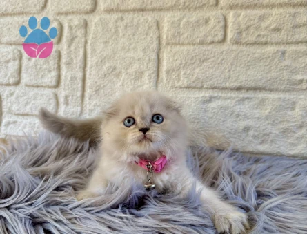 Scottish Longhair Bluepoint Dişi 2 Aylık