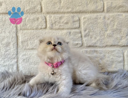 Scottish Fold Longhair Sevimli Dişi Kedimiz