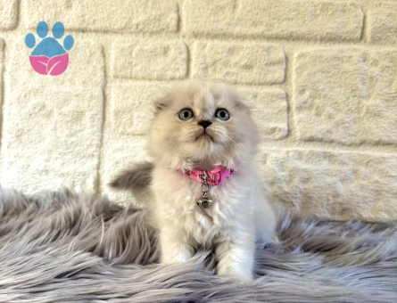 Scottish Fold Longhair Sevimli Dişi Kedimiz
