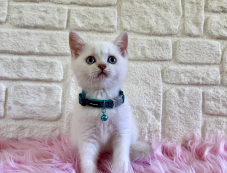 British Shorthair Golden Point Erkek 2 Aylık