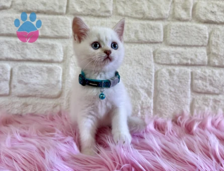 British Shorthair Golden Point Erkek 2 Aylık