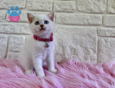 British Shorthair Golden Point 2 Aylık