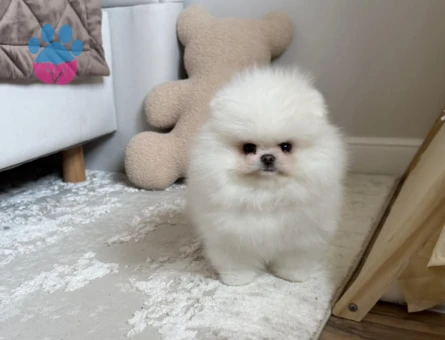 Orijinal Teddy Surat Pomeranian Yavruları - 7180