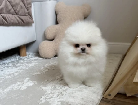 Orijinal Teddy Surat Pomeranian Yavruları - 7180
