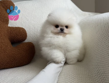 Orijinal Teddy Surat Pomeranian Yavruları - 7180 - Görsel 5