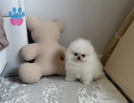 Orijinal Teddy Surat Pomeranian Yavruları - 7180 - Görsel 3