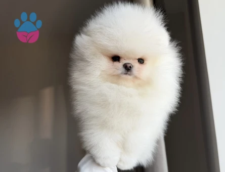 Orijinal Teddy Surat Pomeranian Yavruları - 7180 - Görsel 4
