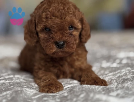 Irk ve Sağlık Garantili Poodle Yavruları - 7181
