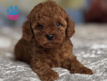 Irk ve Sağlık Garantili Poodle Yavruları - 7181 - Görsel 3