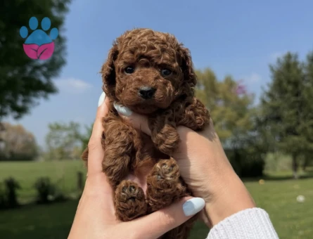 Irk ve Sağlık Garantili Poodle Yavruları - 7181 - Görsel 4