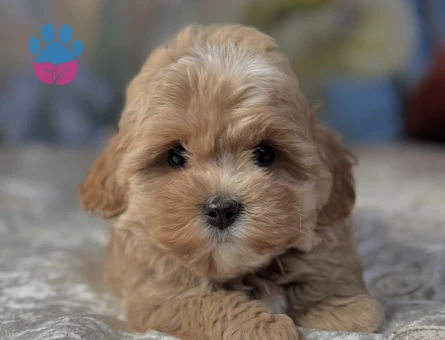 Maltipoo Severlerin Aradığı Minik Güzellikler - 7182
