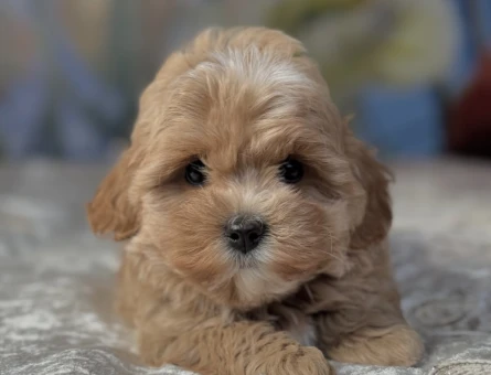 Maltipoo Severlerin Aradığı Minik Güzellikler - 7182