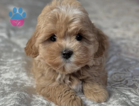 Maltipoo Severlerin Aradığı Minik Güzellikler - 7182 - Görsel 3