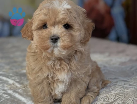 Maltipoo Severlerin Aradığı Minik Güzellikler - 7182 - Görsel 4