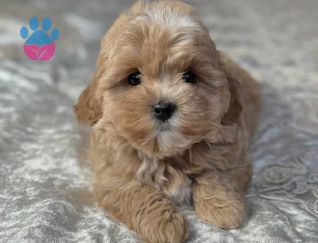 Maltipoo Severlerin Aradığı Minik Güzellikler - 7182 - Görsel 5