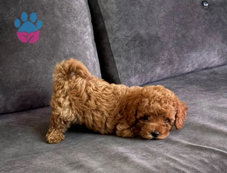 korea maltipoo poodle nin kardesi :) - 7183 - Görsel 3