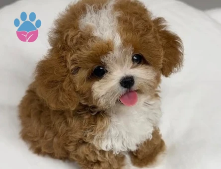 korea maltipoo poodle nin kardesi :) - 7183