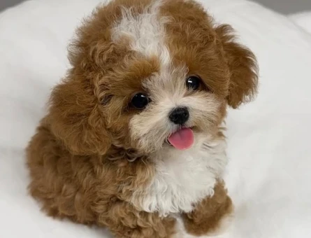 korea maltipoo poodle nin kardesi :) - 7183